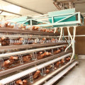 Gallina de venta caliente de gallina gallinas de gallina ponedoras / jaula de gallina para granja avícola